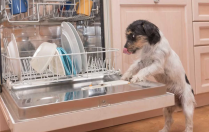 Pourquoi il faut pas laisser votre chien lâcher votre vaisselle ?