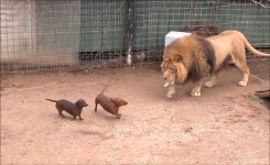 Une rencontre étrange : Chien et Lion dans la même cage ! Découvrez leur réaction