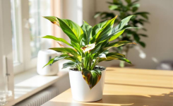 Pourquoi votre lys de la paix ne fleurit-il plus malgré son beau feuillage ?