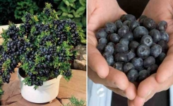 Voici comment faire pousser vos propres bleuets dans un pot 