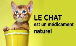 Le chat est un médicament naturel qui réduit l’anxiété et le stress, baisse le risque de maladies cardiaques et les AVC