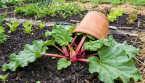 Améliorer sa rhubarbe naturellement dès le printemps