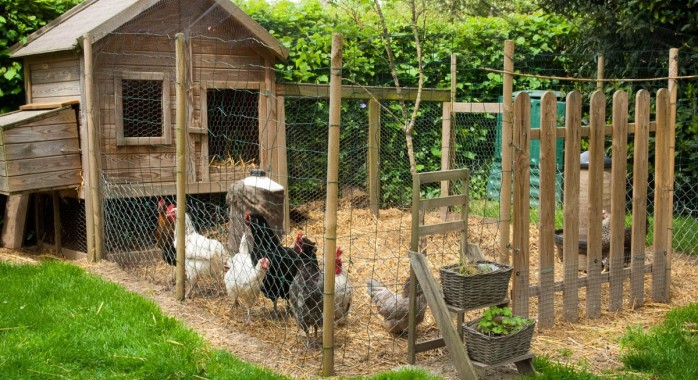 Installer un poulailler dans son jardin