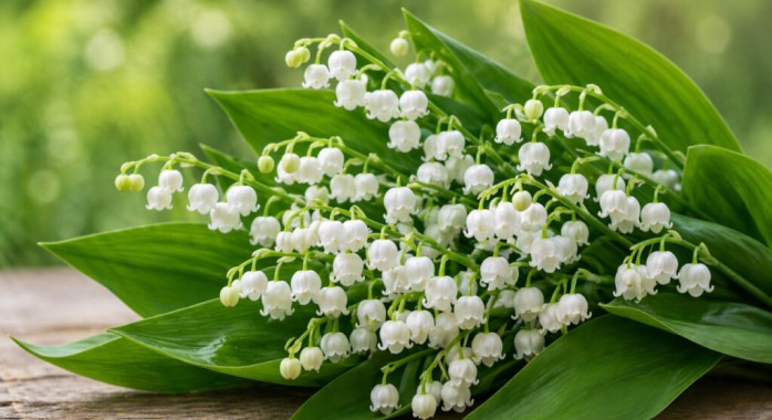 Muguet du 1er mai 