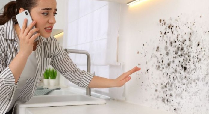 Moisissures dans un logement