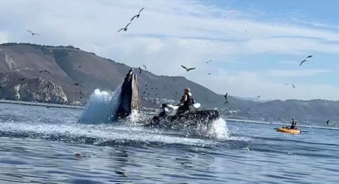 Une baleine à bosse avale deux jeunes femmes en kayak de mer !
