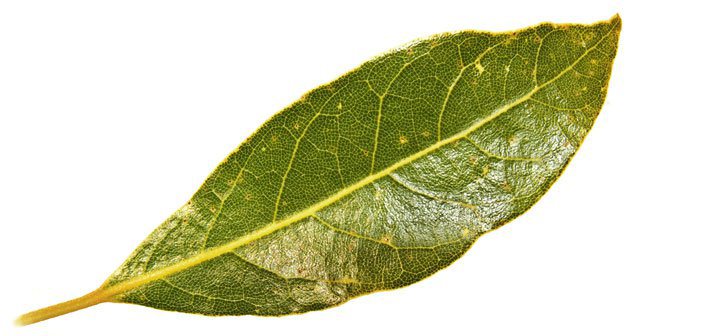 Les feuilles de laurier : bienfaits et usages traditionnels ?
