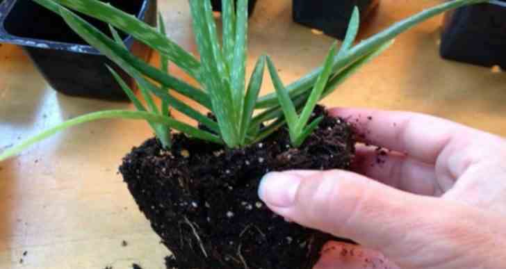 La bombe d’oxygène : cette plante purifie l’air de votre maison en absorbant les toxines