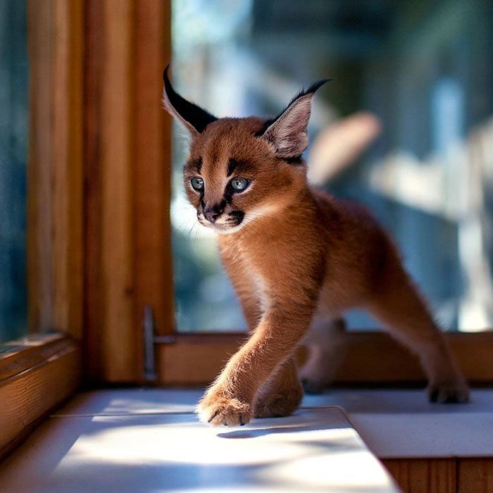 Caracals : N’est-ce pa l’espèce de chat la plus mignonne jamais vue?