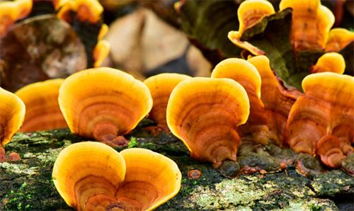 Champignons Reishi Prouvés Pour Le Soulagement De La Fibromyalgie