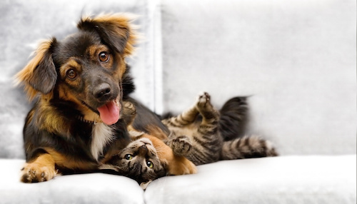 Bicarbonate de soude : 6 astuces naturelles pour vos animaux
