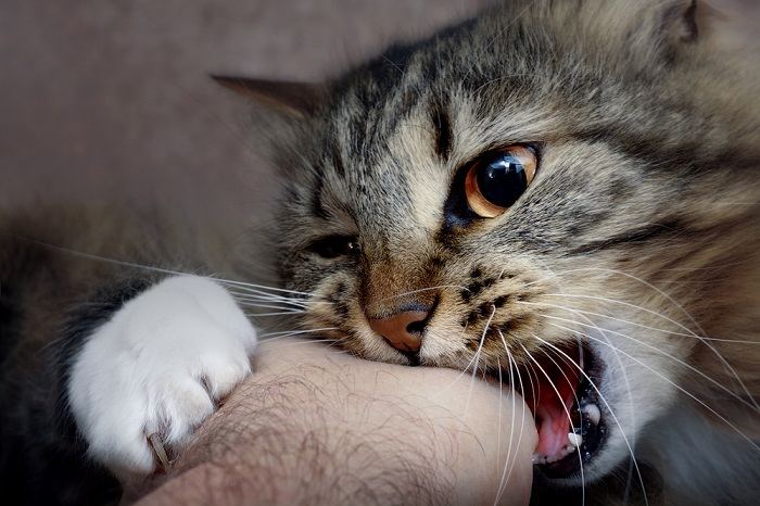 Si un chat mord son maître, voici ce que cela signifie vraiment