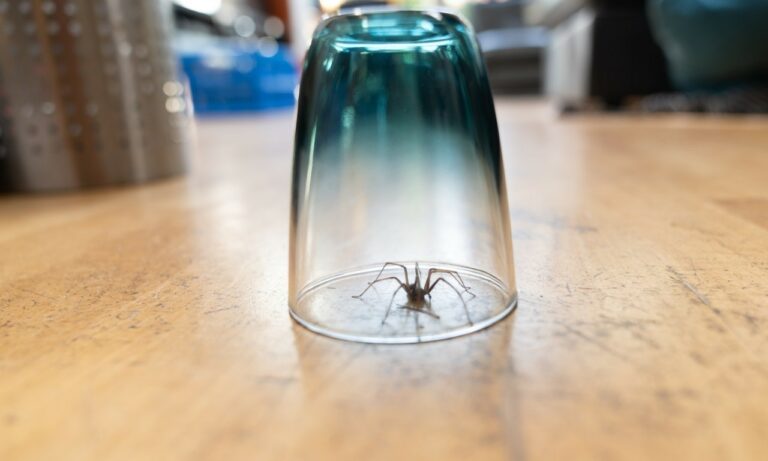 4 bonnes raisons d’arrêter de tuer les araignées