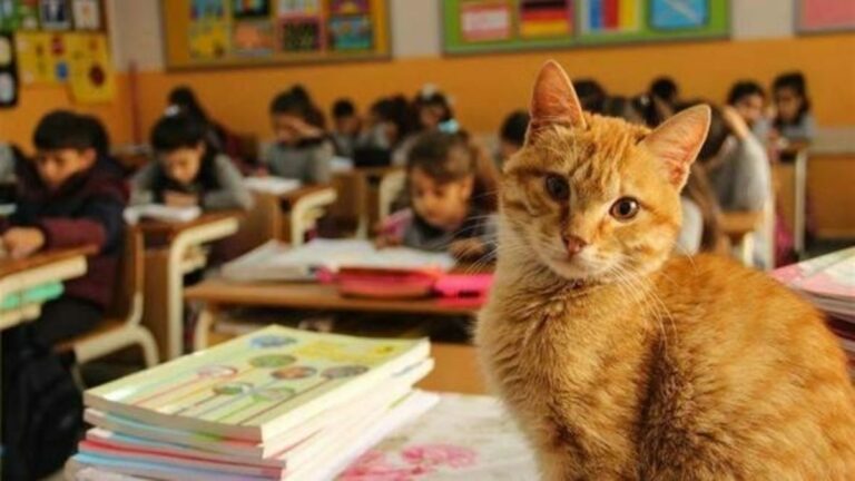 Comment un chat de rue a transformé la vie d’une classe en Turquie