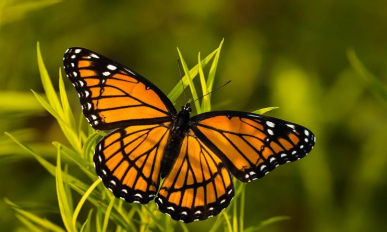 Que signifie la rencontre avec un papillon ?