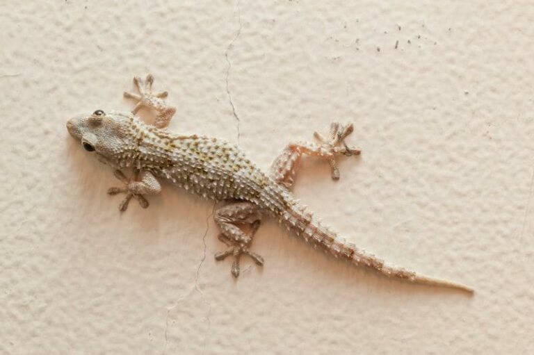 Pourquoi vous ne devriez jamais chasser un lézard si vous le trouvez chez vous