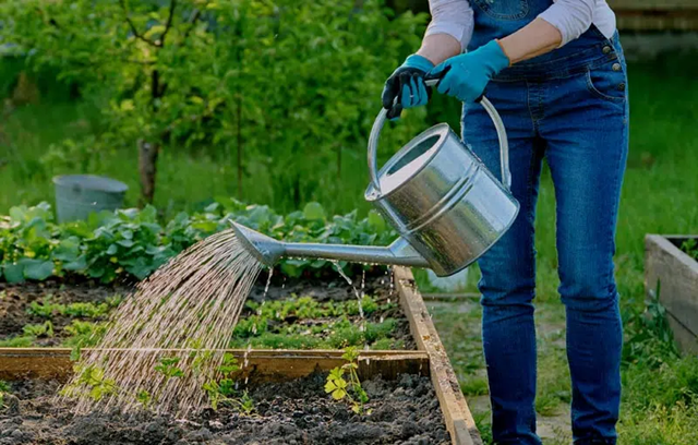 Jardin en été : Quelle est l’heure idéale pour arroser ?