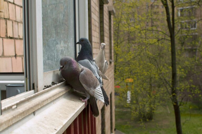 Que signifie vraiment la présence d’un pigeon près de chez soi ?
