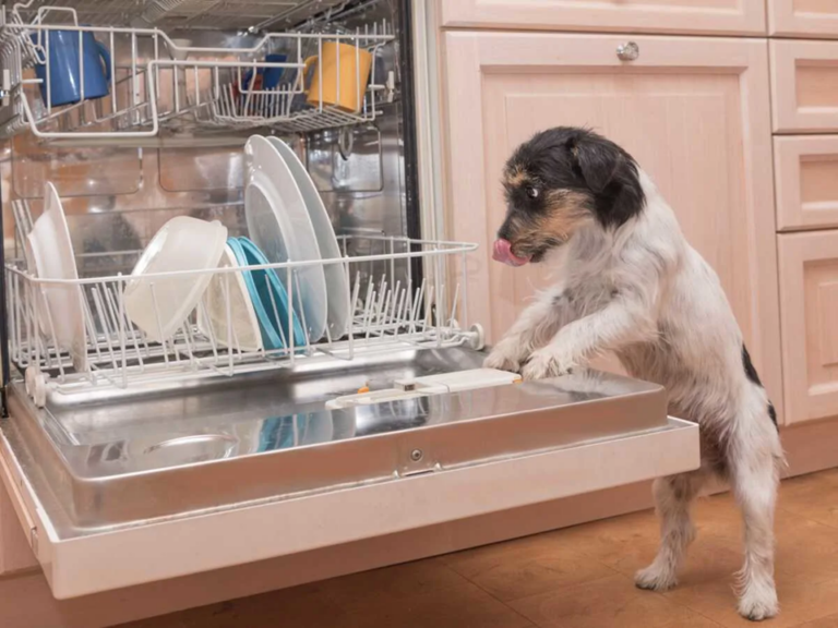 Pourquoi il faut pas laisser votre chien lâcher votre vaisselle ?