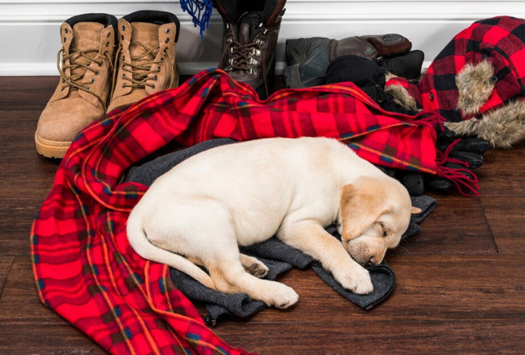 Pourquoi les chiens dorment-ils sur nos vêtements ?