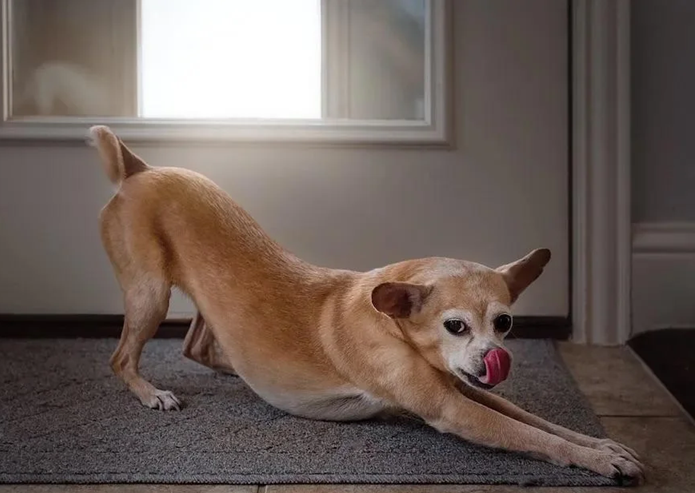 Ce que votre chien essaie de vous dire quand il s’étire en vous voyant