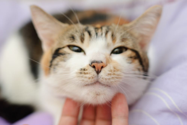 Les chats peuvent-ils ressentir nos émotions ?