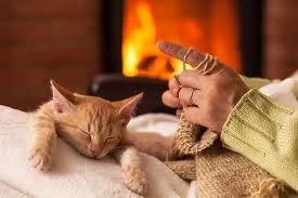 ? Quel genre de personnes les chats aiment-ils vraiment ?