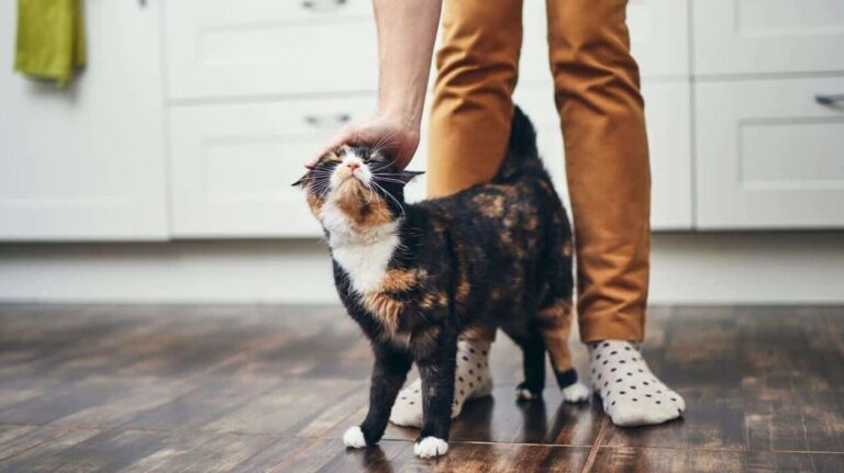 Comment reconnaître l’affection de votre chat ?