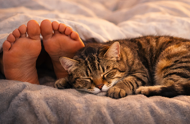 Pourquoi les chats aiment-ils dormir aux pieds de leurs maîtres ?