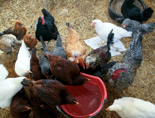 Quels compléments ajouter dans l’eau des poules pour soutenir la ponte ?