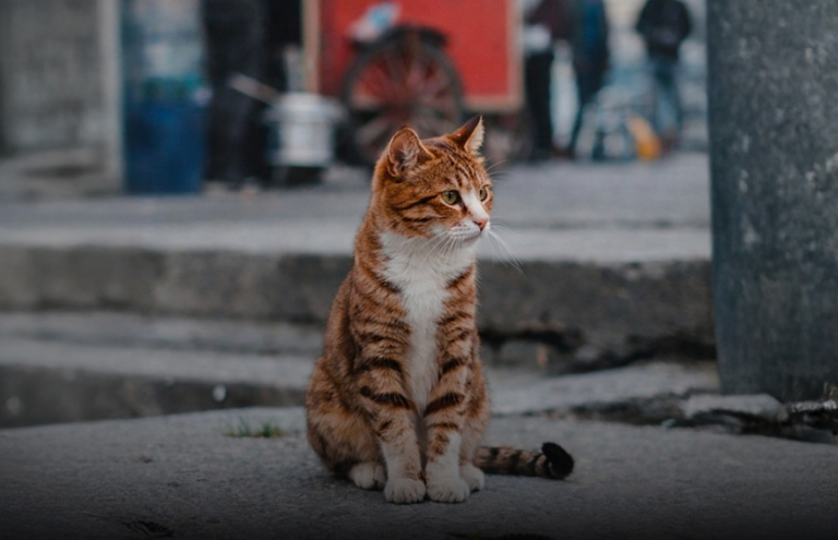 Les raisons pour lesquelles un chat quitte la maison et n’y revient pas
