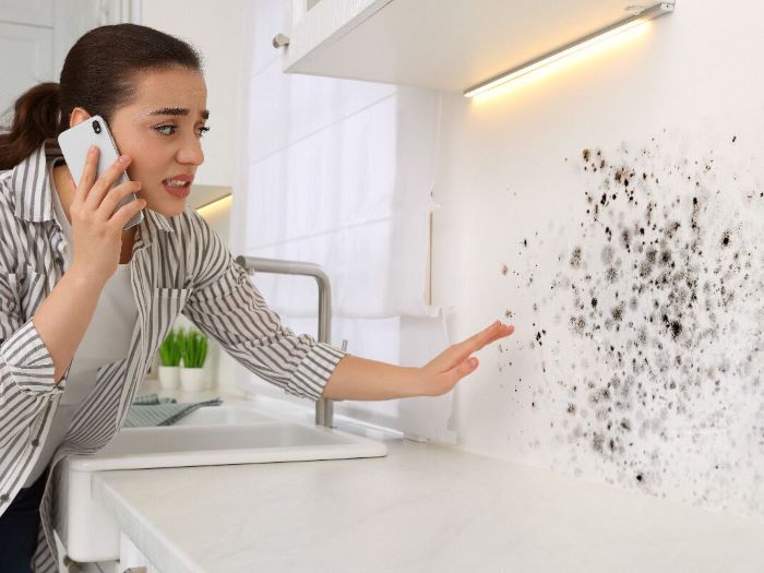 Moisissures dans un logement : nettoyage, responsabilités… ce que dit la loi