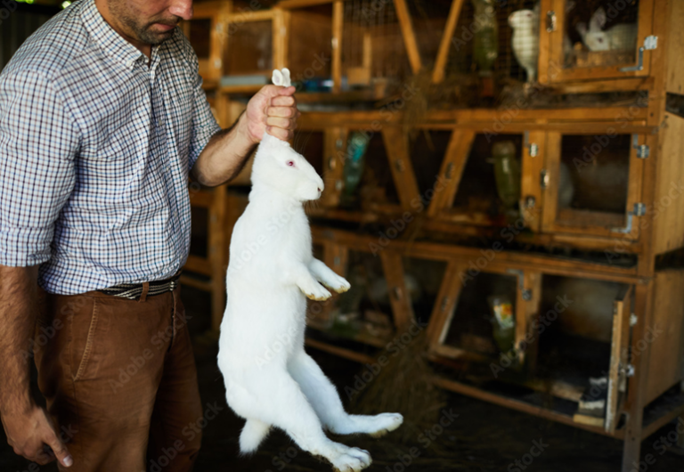 Pourquoi vous ne devez jamais soulever un lapin par les oreilles ?