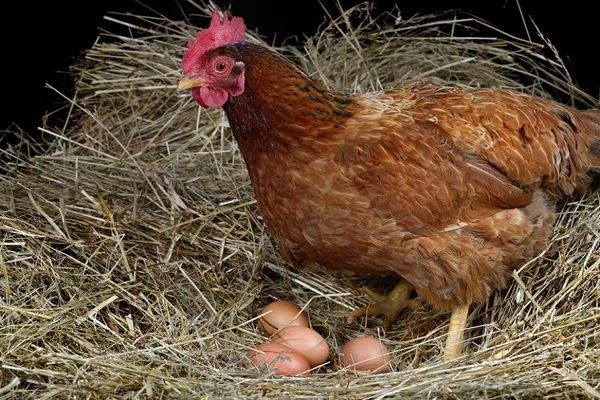 Poules en hiver : que mettre dans leur eau pour soutenir la ponte sans risque