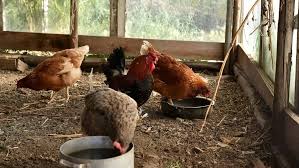 Impôts 2026 : faut-il déclarer ses poules ? Ce que dit vraiment la règle