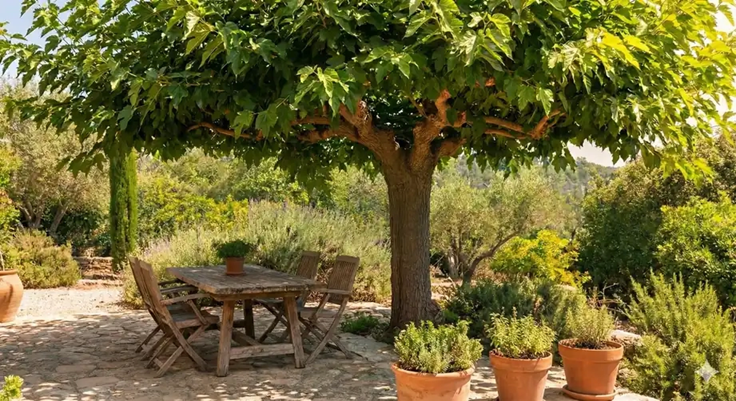 Il pousse vite, fait de l’ombre et résiste bien à la chaleur : l’arbre à planter dès aujourd’hui