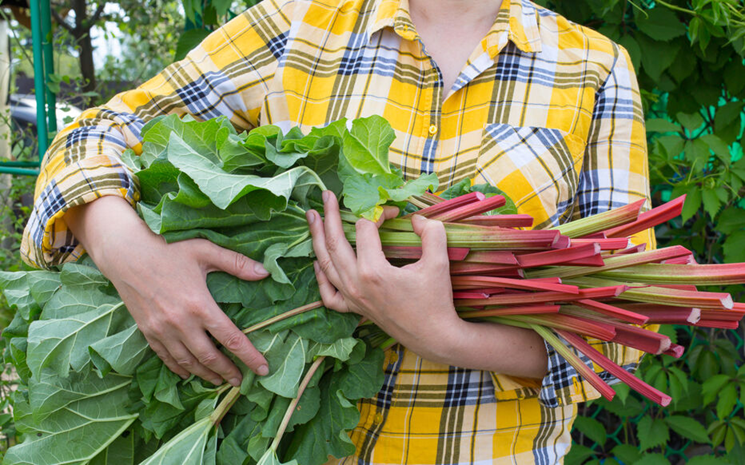 Comment cultiver la rhubarbe : conseils de plantation et d’entretien