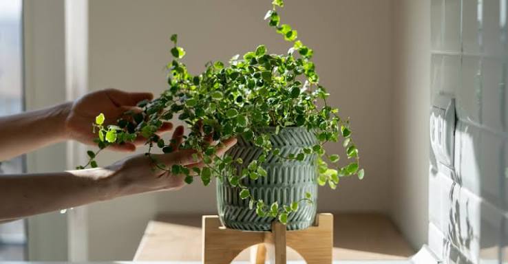 Les plantes d’intérieur qui purifient naturellement l’air