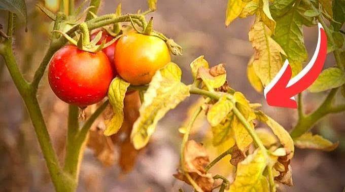 Pourquoi les feuilles de tomates jaunissent ?