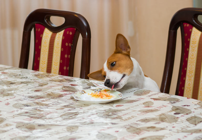 Quels aliments ne faut-il jamais laisser à portée d’un animal ?
