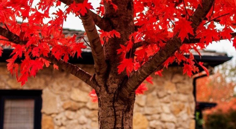 Planter cet arbre flamboyant peut-il vraiment valoriser votre maison ?